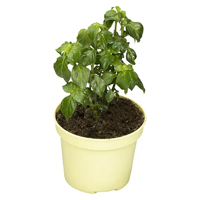 Pilzkraut - Rungia klossii, Topfgröße: 12 cm - Vorderansicht