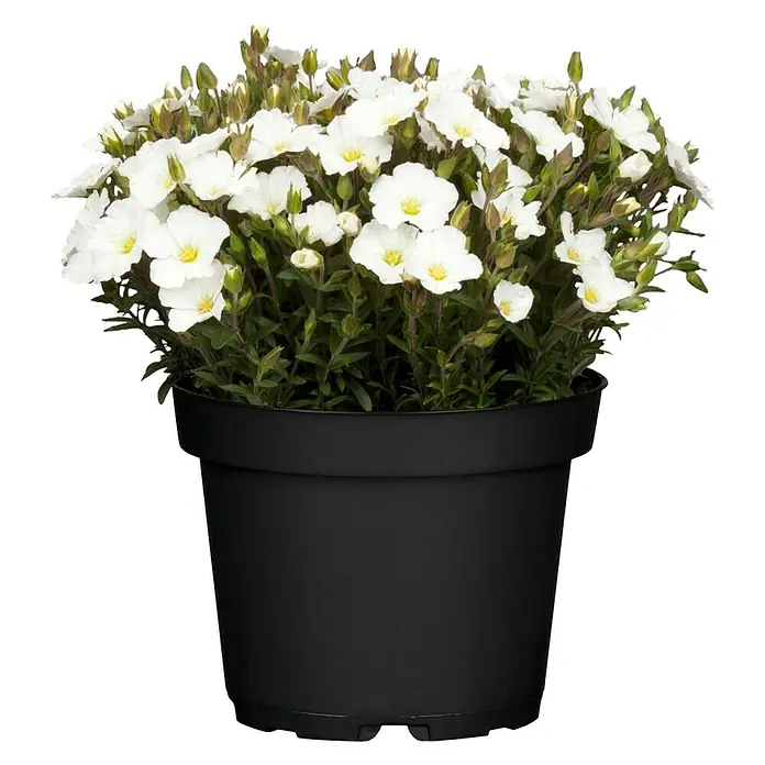 Piardino Berg-Sandkraut in Sorten - Arenaria montana, Topfgröße: 13 cm, Weiß - Vorderansicht
