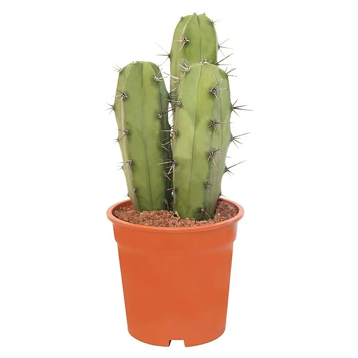 Piardino Kaktus in Sorten - Cactaceae, Topfgröße: 17 cm - Vorderansicht