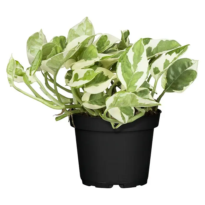 Piardino Efeutute N' Joy - Epipremnum aureum, Topfgröße: 12 cm - Vorderansicht
