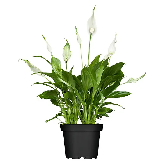 Piardino Einblatt - Spathiphyllum floribundum, Topfgröße: 12 cm, Weiß - Vorderansicht