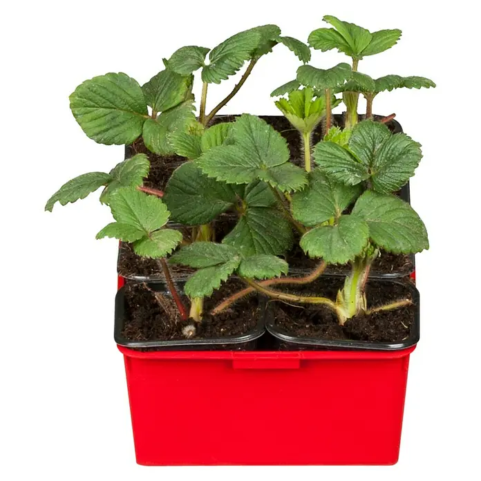 Piardino Erdbeere Mieze Schindler - Fragaria x ananassa, 8 Stk., Erntezeit: Juni - August - Linke Seitenansicht