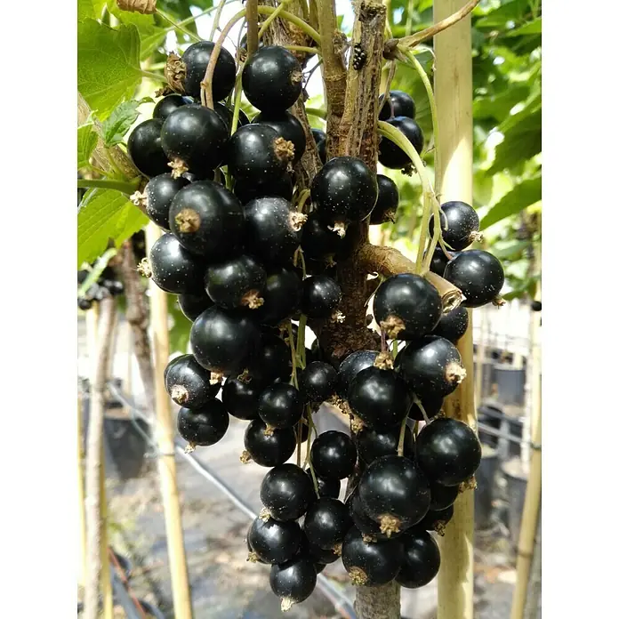 Johannisbeere - Ribes rubrum und Ribes nigrum, Topfvolumen: 2,5 l, Erntezeit: Juni - August