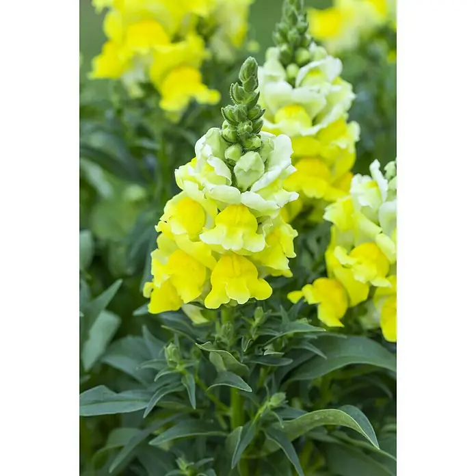 Piardino Antirrhinum majus - Antirrhinum majus, Amarillo - Primer plano