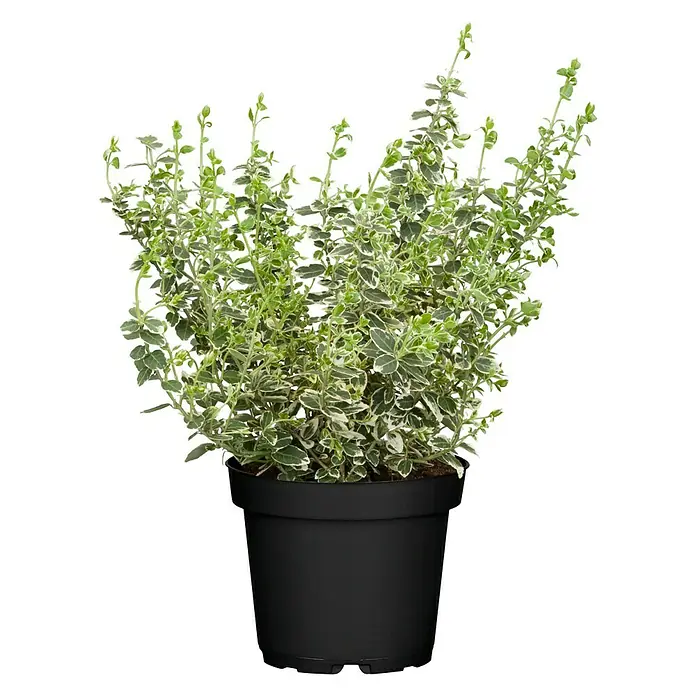 Piardino Spindelstrauch kleinblättrig - Euonymus microphylla alba, Topfvolumen: 2 l, Grün mit weißer Umrandung - Vorderansicht