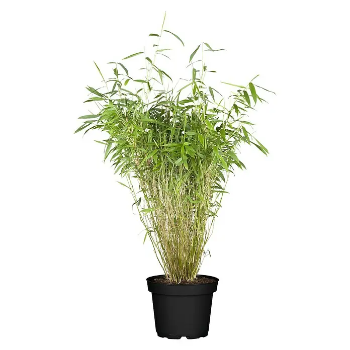Piardino Muriel-Bambus - Fargesia murielae, 5 l - Vorderansicht