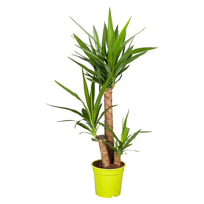 Piardino Yuca pie de elefante - Yucca elephantipes, Tamaño de maceta: 21 cm - Vista frontal