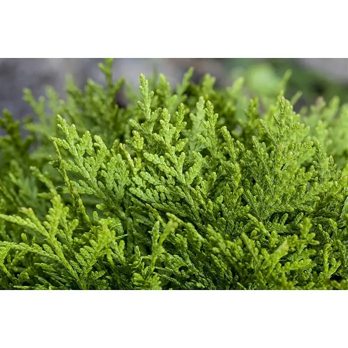 Piardino Tuya occidental - Thuja occidentalis 'Smaragd' - Primer plano