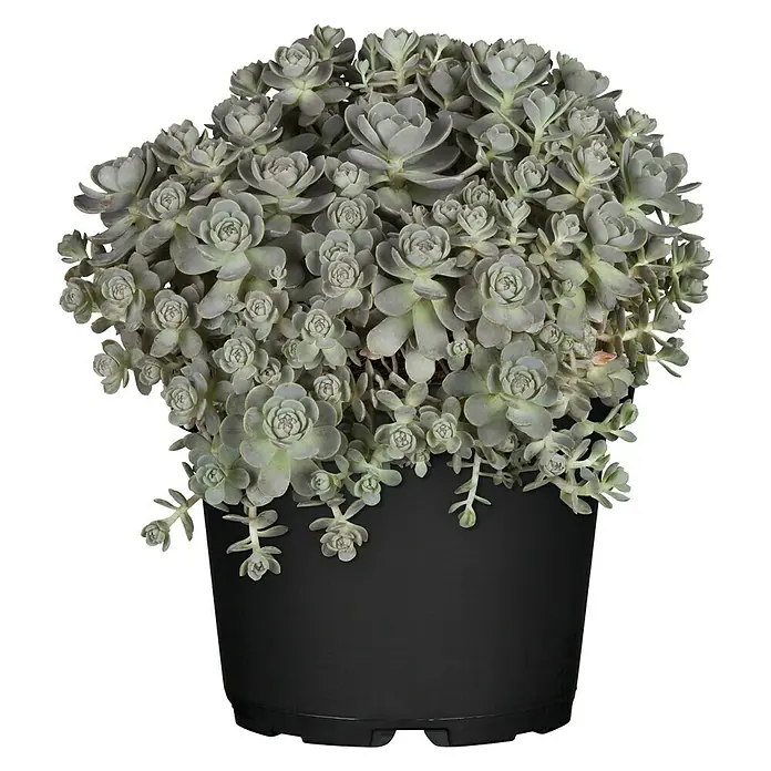 Piardino Dickblatt Sternwurz - Orostachys iwarene - Vorderansicht