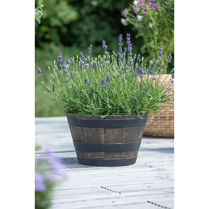 Piardino Lavendel - Lavandula angustifolia, Topfgröße: 23 cm, Violett - Stimmungsaufnahme