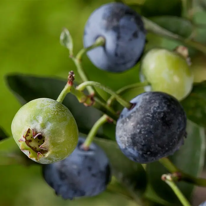 Piardino Heidelbeere Blue Gold - Vaccinium corymbosum, Erntezeit: Juli - September - Detailaufnahme