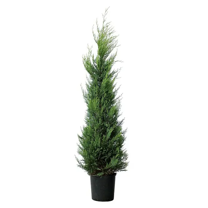 Piardino Koniferen-Mix Toskana - Cupressus Sempervirens - Vorderansicht