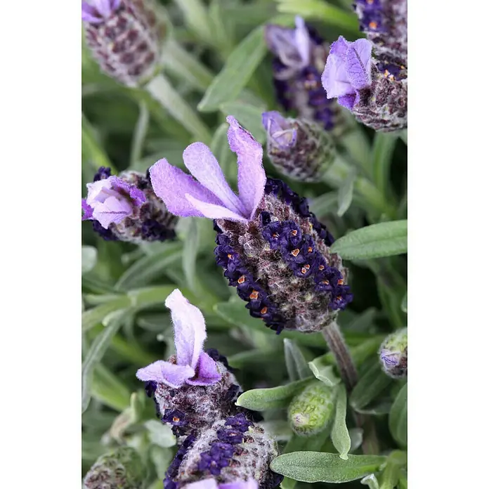 Piardino Schopflavendel - Lavandula stoechas, Topfgröße: 14 cm, Violett - Detailaufnahme