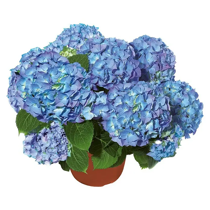 Piardino Hortensie - Hydrangea macrophylla, Topfgröße: 19 cm, Blau
