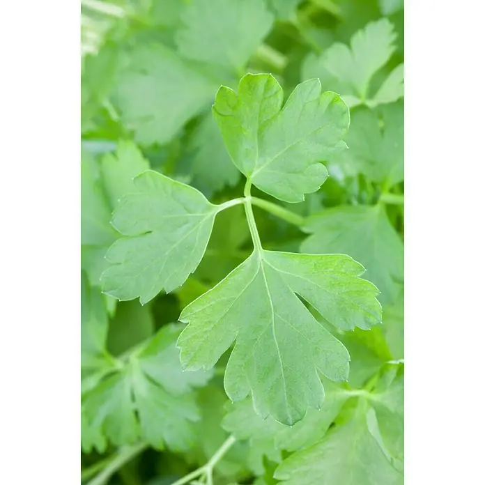 Piardino Petersilie Gigante di Napoli - Petroselinum crispum - Detailaufnahme