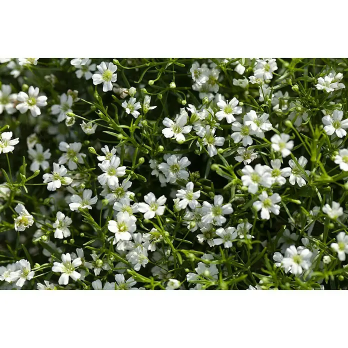 Piardino Ilusión - Gypsophila muralis, Tamaño de maceta: 13 cm, Blanco - Primer plano