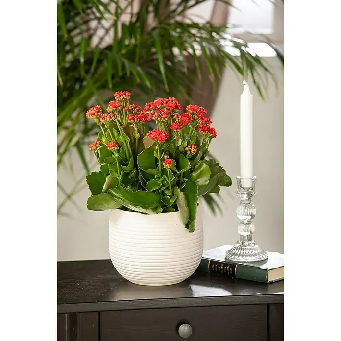 Piardino Kalanchoe blossfeldiana - Kalanchoe blossfeldiana 'Calandiva'®, Tamaño de maceta: 13 cm, Rojo - Foto ambiente