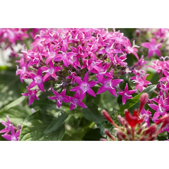 Piardino Pentas lanceolata - Pentas lanceolata 'Trio', Volumen de la maceta: 15 l - Primer plano
