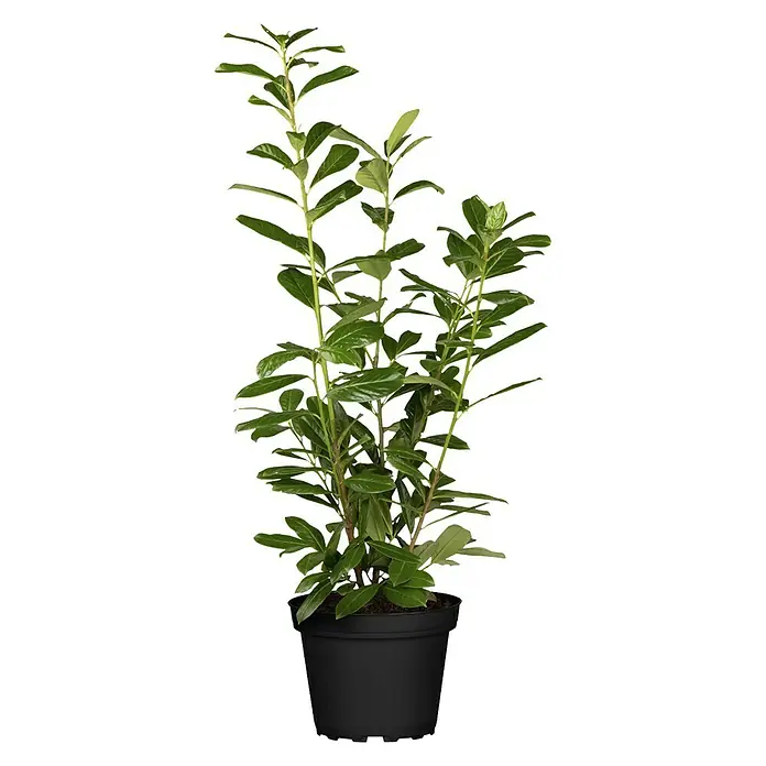 Piardino Kirschlorbeer - Prunus laurocerasus Novita, Aktuelle Wuchshöhe: 40 cm - 60 cm, 3 l - Vorderansicht
