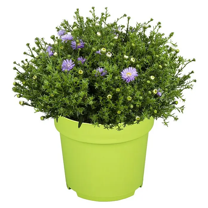 Piardino Áster - Aster dumosus, Tamaño de maceta: 17 cm, En función de la variedad - Vista frontal