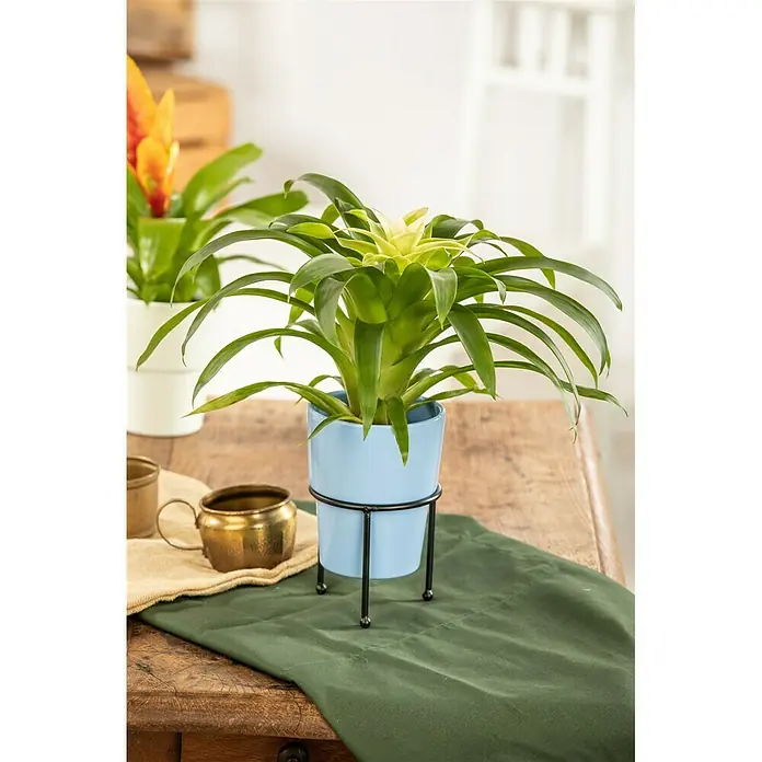 Piardino Bromelia - Bromelia Hybriden, Tamaño de maceta: 10 cm, Dependiendo de la variedad - Foto ambiente