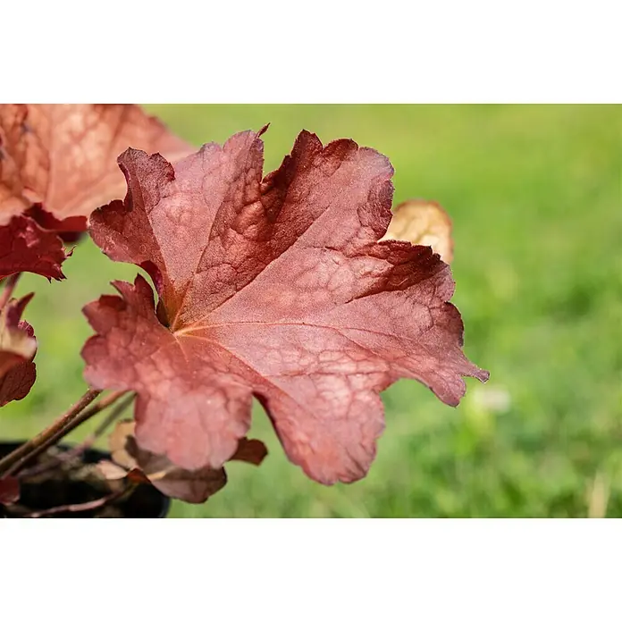Piardino Purpurglöckchen - Heuchera Hybride, Topfgröße: 13 cm, Rot - Detailaufnahme