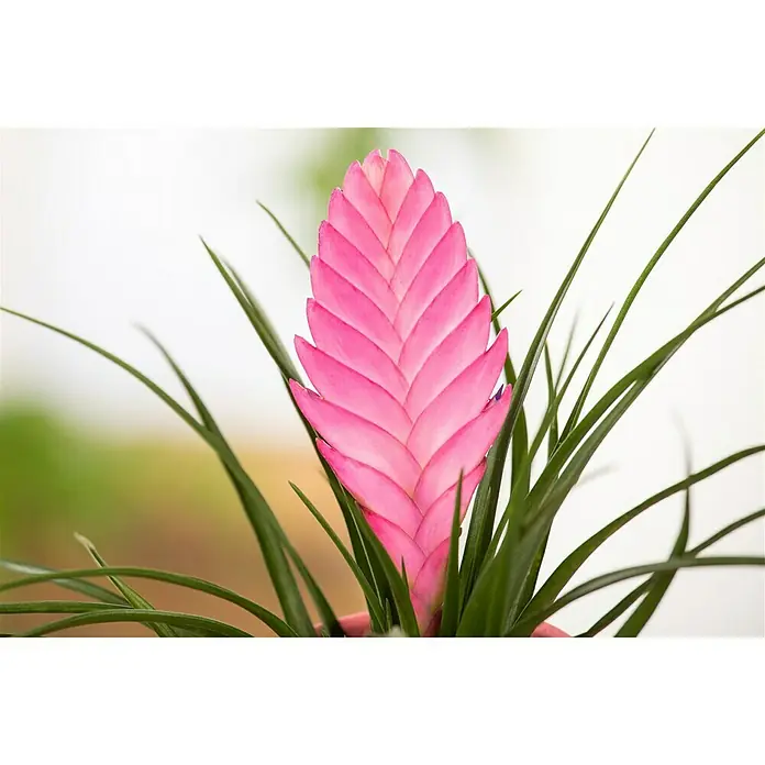 Piardino Bromelia - Bromelia Hybriden, Tamaño de maceta: 10 cm, Dependiendo de la variedad - Primer plano