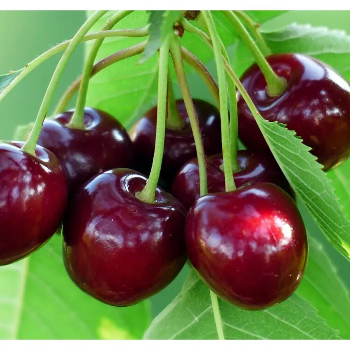 Piardino Süßkirschbaum - Prunus avium, Erntezeit: Juni - Juli - Stimmungsaufnahme