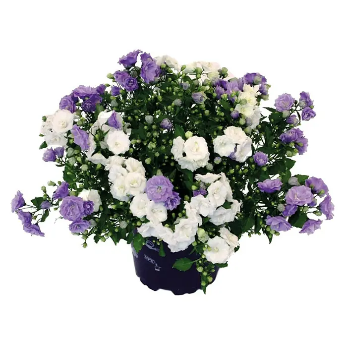Piardino Glockenblume - Campanula haylodgensis Bicolor, Topfgröße: 11 cm, Zweifarbig - Vorderansicht