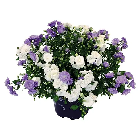 Piardino  Glockenblume