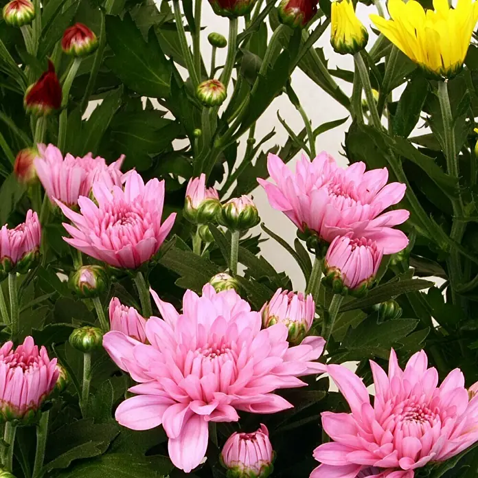 Piardino Herbst-Chrysantheme - Chrysanthemum indicum, Topfgröße: 12 cm, Sortenabhängig - Detailaufnahme