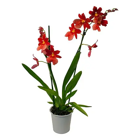 Piardino  Orchidee