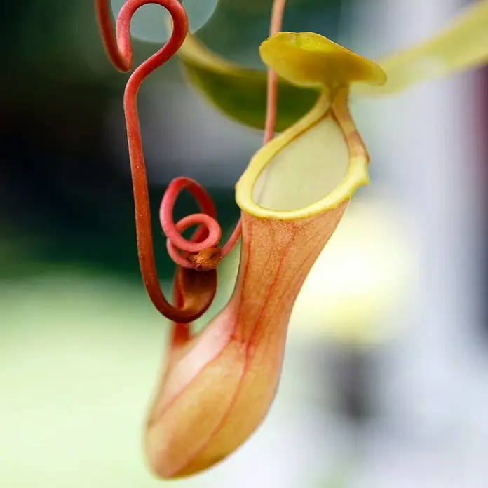 Piardino Kannenpflanze - Nepenthes alata, Topfgröße: 9 cm - Detailaufnahme