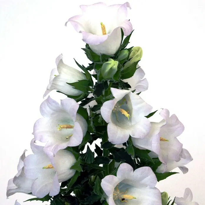 Piardino Makedonische Glockenblume - Campanula portenschlagiana Mary Me we, Topfgröße: 12 cm, Weiß - Detailaufnahme