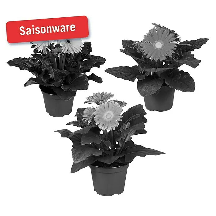 Piardino Gerbera - Gerbera jamesonii, Topfgröße: 12 cm, Blütenfarbe: Sortenabhängig - Vorderansicht