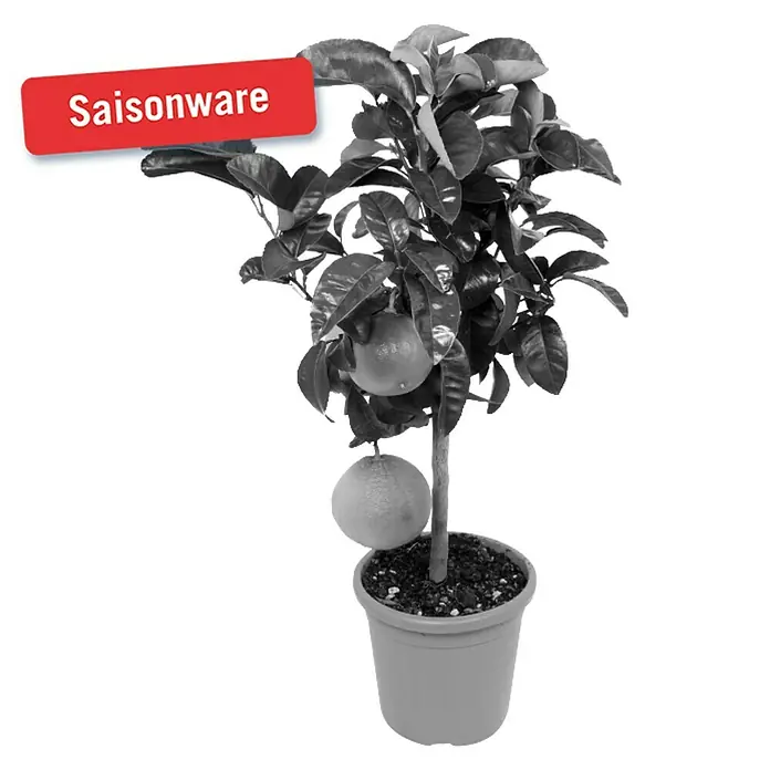 Piardino Zitronenbaum - Citrus limon, Topfgröße: 20 cm - Vorderansicht