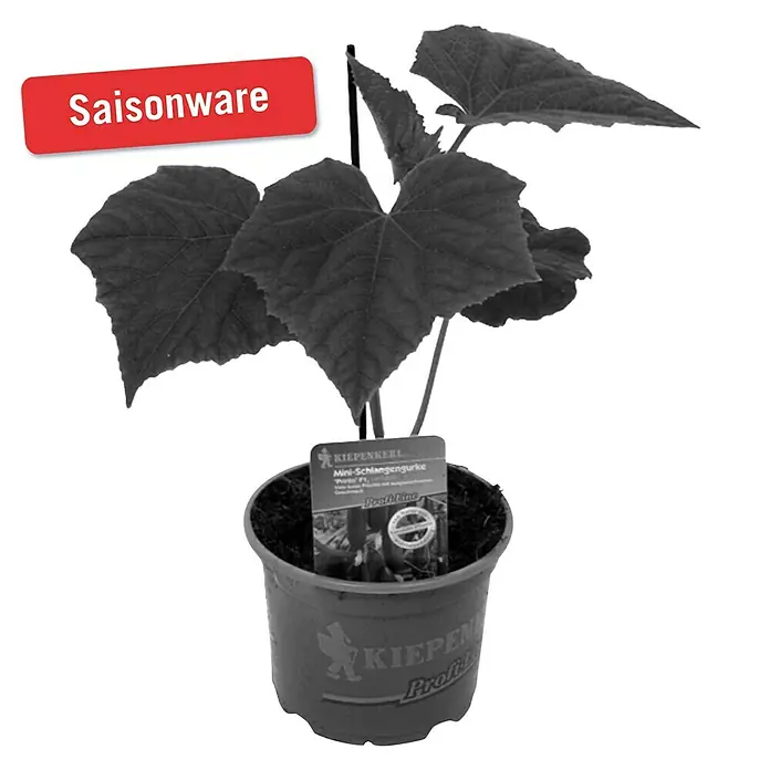 Piardino Schlangengurke - Cucumis sativus Gambit F1, 12 cm, Erntezeit: August - Oktober - Vorderansicht