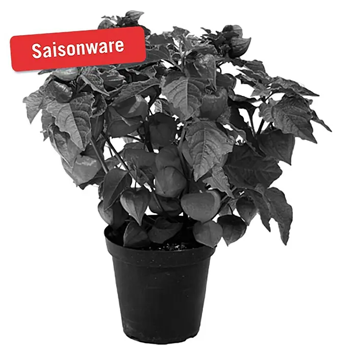Piardino Lampionblume - Physalis alkekengi, Topfgröße: 13 cm, Orange - Vorderansicht