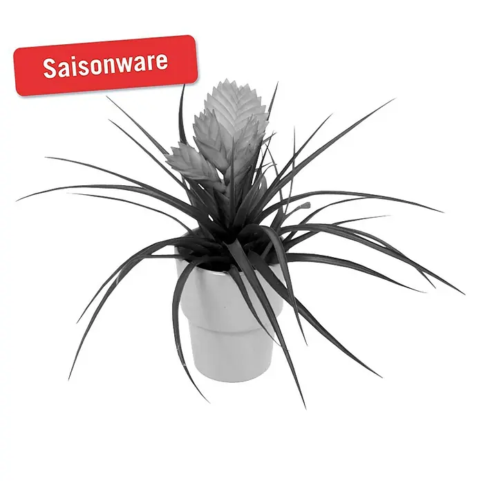 Piardino Tillandsie - Tillandsia cyanea, Topfgröße: 9 cm, Rosa - Vorderansicht