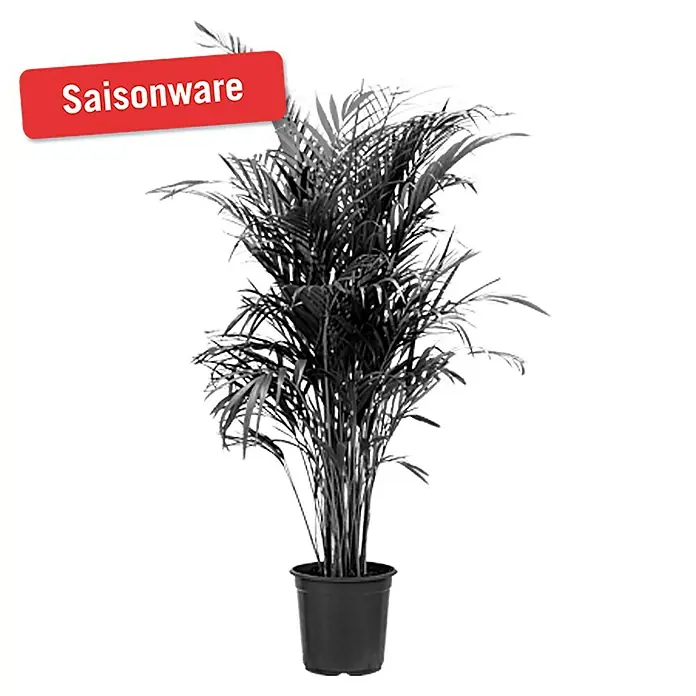 Piardino Goldfruchtpalme - Dypsis lutescens, Topfgröße: 17 cm