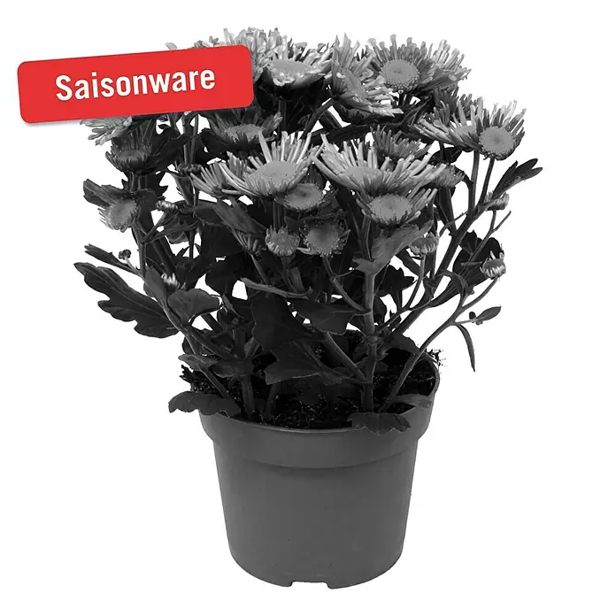 Piardino Herbst-Chrysantheme - Dendranthema Hybride Splah Treasure, Topfgröße: 12 cm, Rosa - Vorderansicht