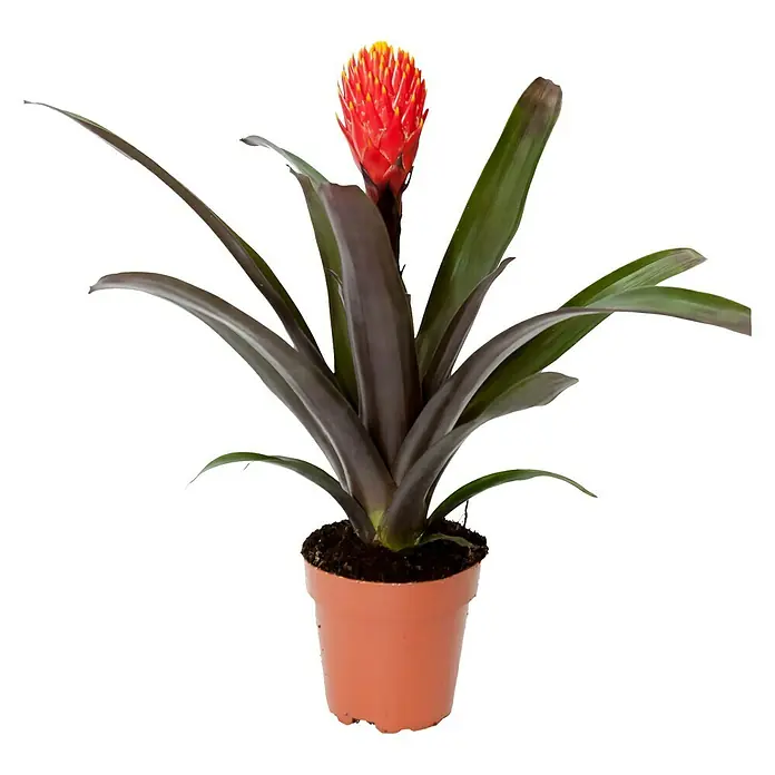 Piardino Bromelie - Guzmania Hybride Tala Knots, Topfgröße: 12 cm, Orange - Vorderansicht