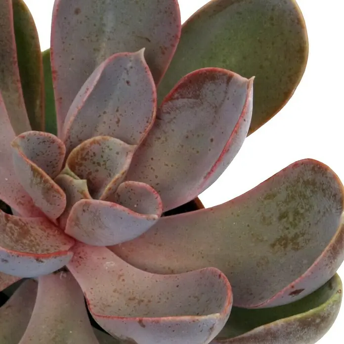 Piardino Rosa de alabastro - Echeveria, Tamaño de maceta: 5,5 cm, Según variedad - Primer plano