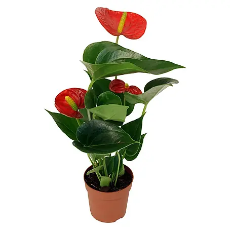 Piardino  Flamingoblume Mini