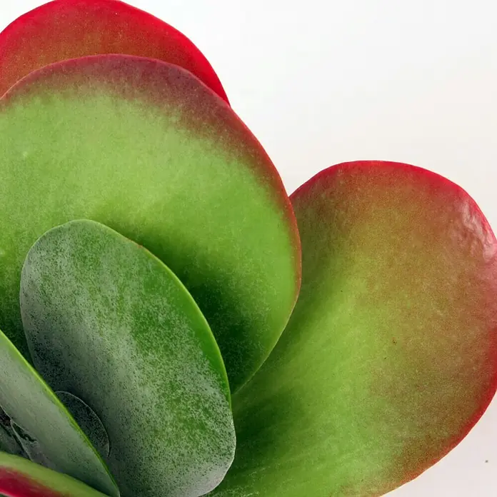Piardino Rosa del desierto - Kalanchoe thyrsiflora, Tamaño de maceta: 12 cm - Primer plano