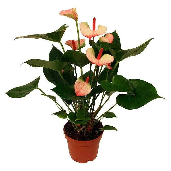 Piardino Flamingoblume Hot Lips - Anthurium x andreanum Hot Lips, Topfgröße: 12 cm, Rot/Weiß - Vorderansicht