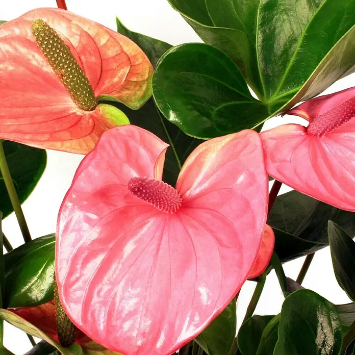 Piardino Flamingoblume - Anthurium x Andreanum, Topfgröße: 17 cm, Lila - Detailaufnahme