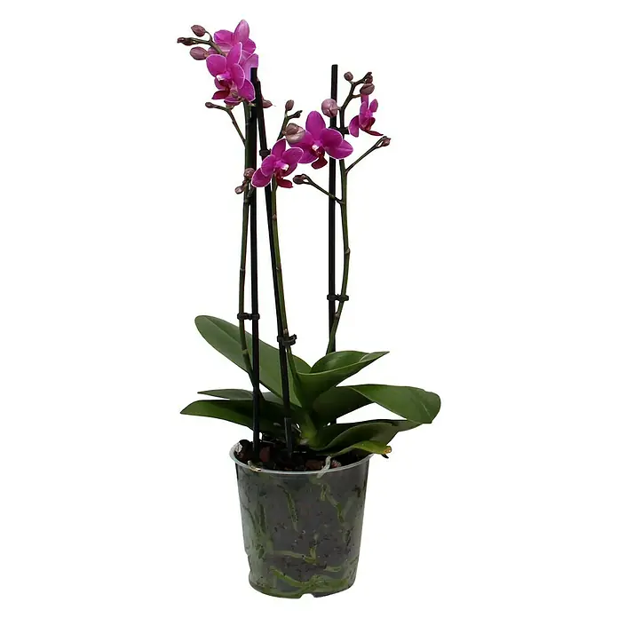 Piardino Schmetterlingsorchidee - Phalaenopsis Hybride Multiflora, Topfgröße: 12 cm, Lila, Anzahl Triebe: 2 Stk., Aufrecht - Vorderansicht
