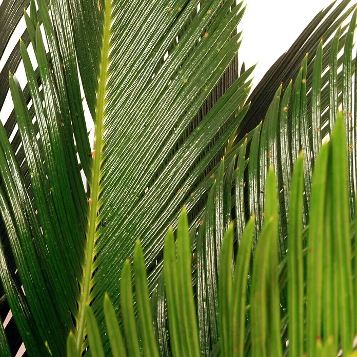 Piardino Palmfarn - Cycas revoluta, Topfgröße: 21 cm, Dunkelgrün - Detailaufnahme
