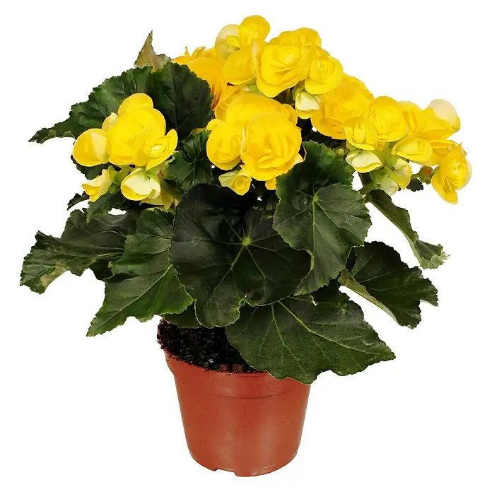 Piardino Begonie - Begonia elatior, Topfgröße: 14 cm, Gelb - Vorderansicht